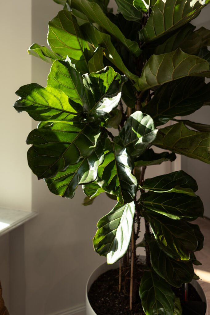 Roślina pasująca do gabinetu