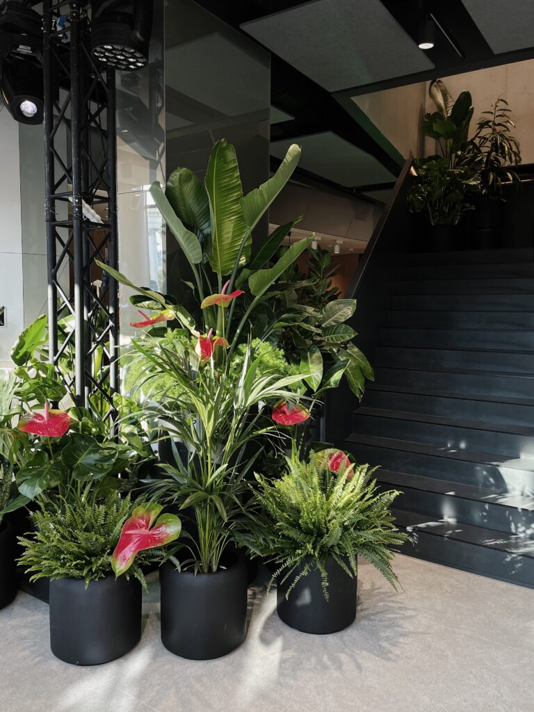 Rośliny odporne do biura