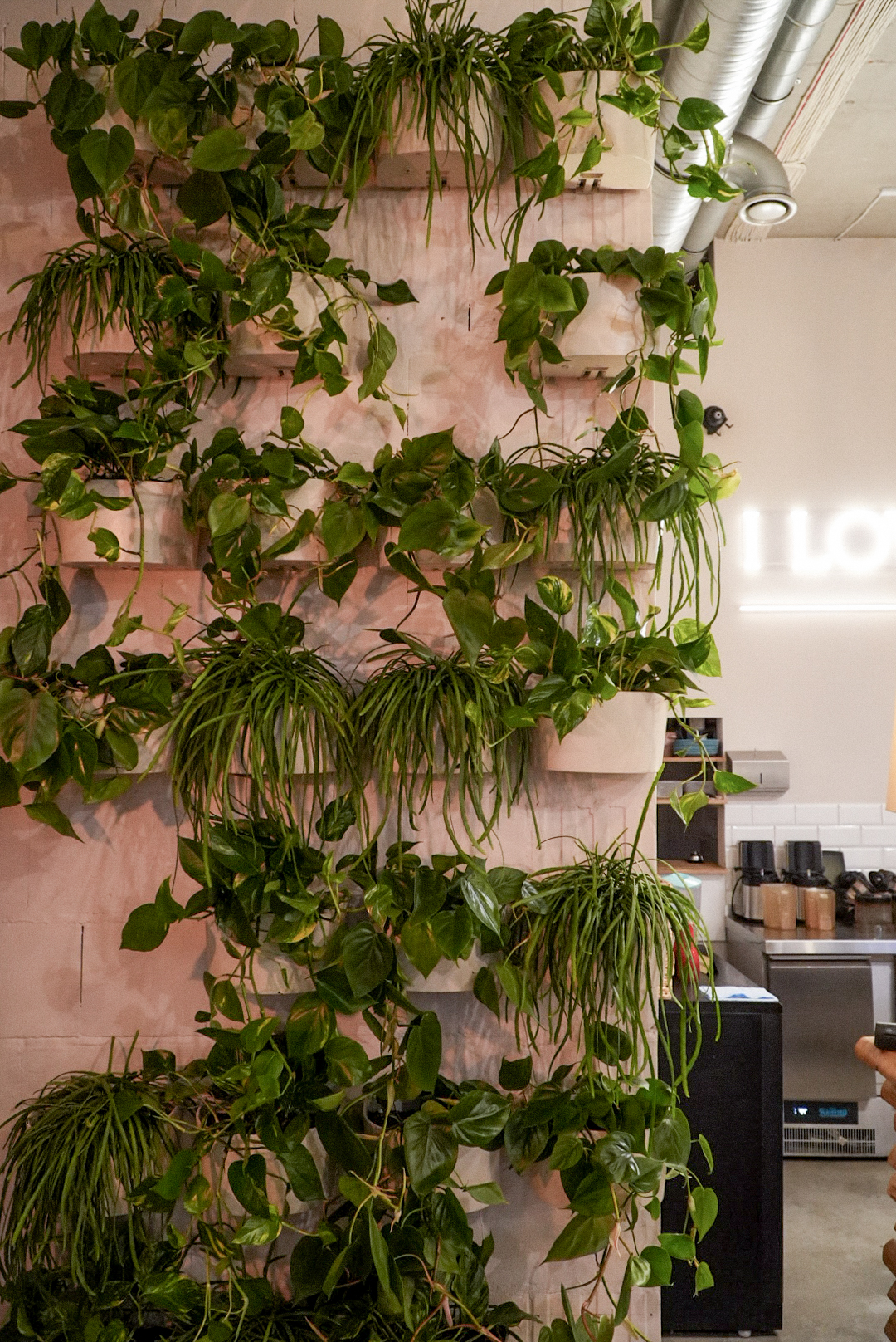 Rośliny do strefy recepcyjnej