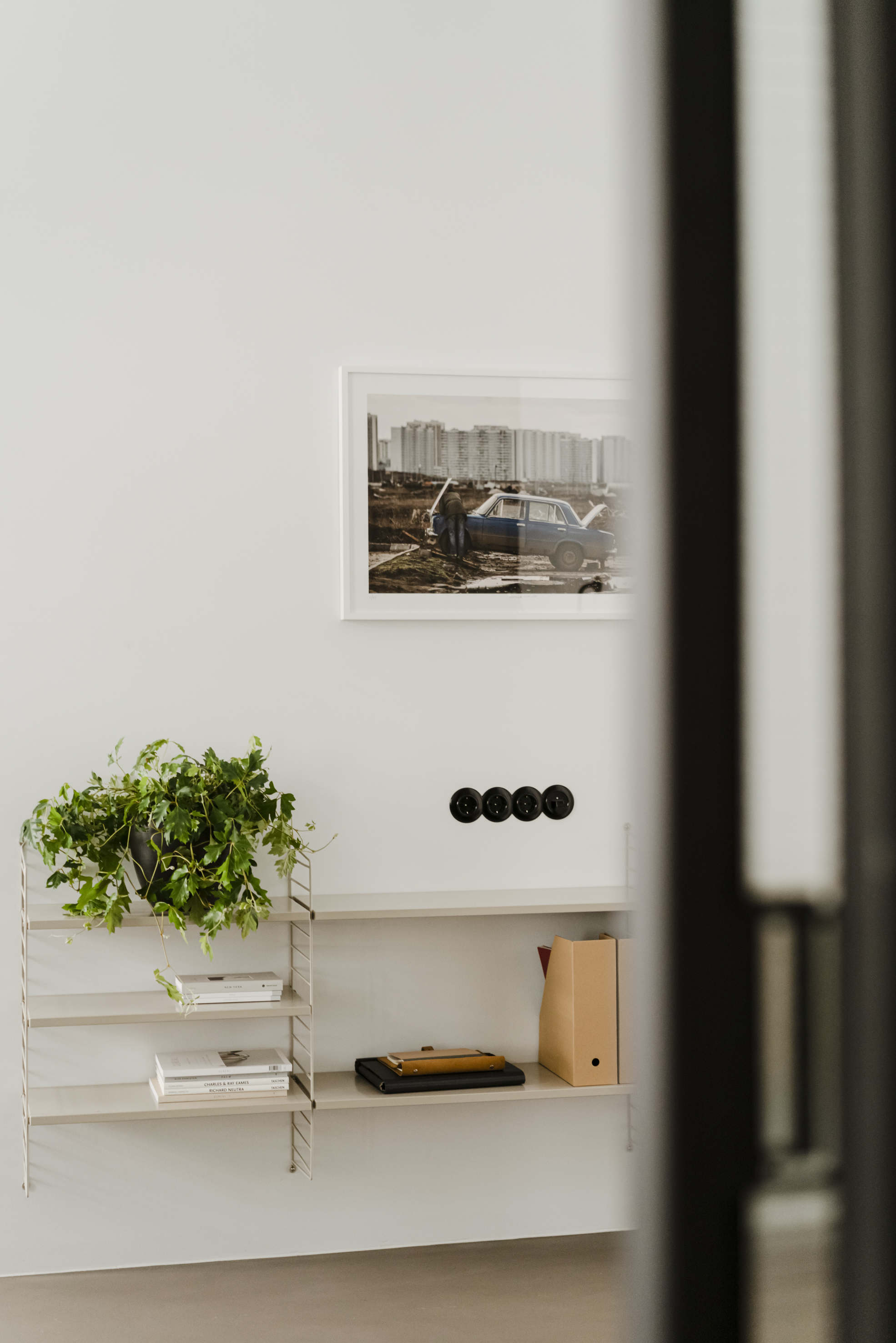 Roślina do stylizacji półek