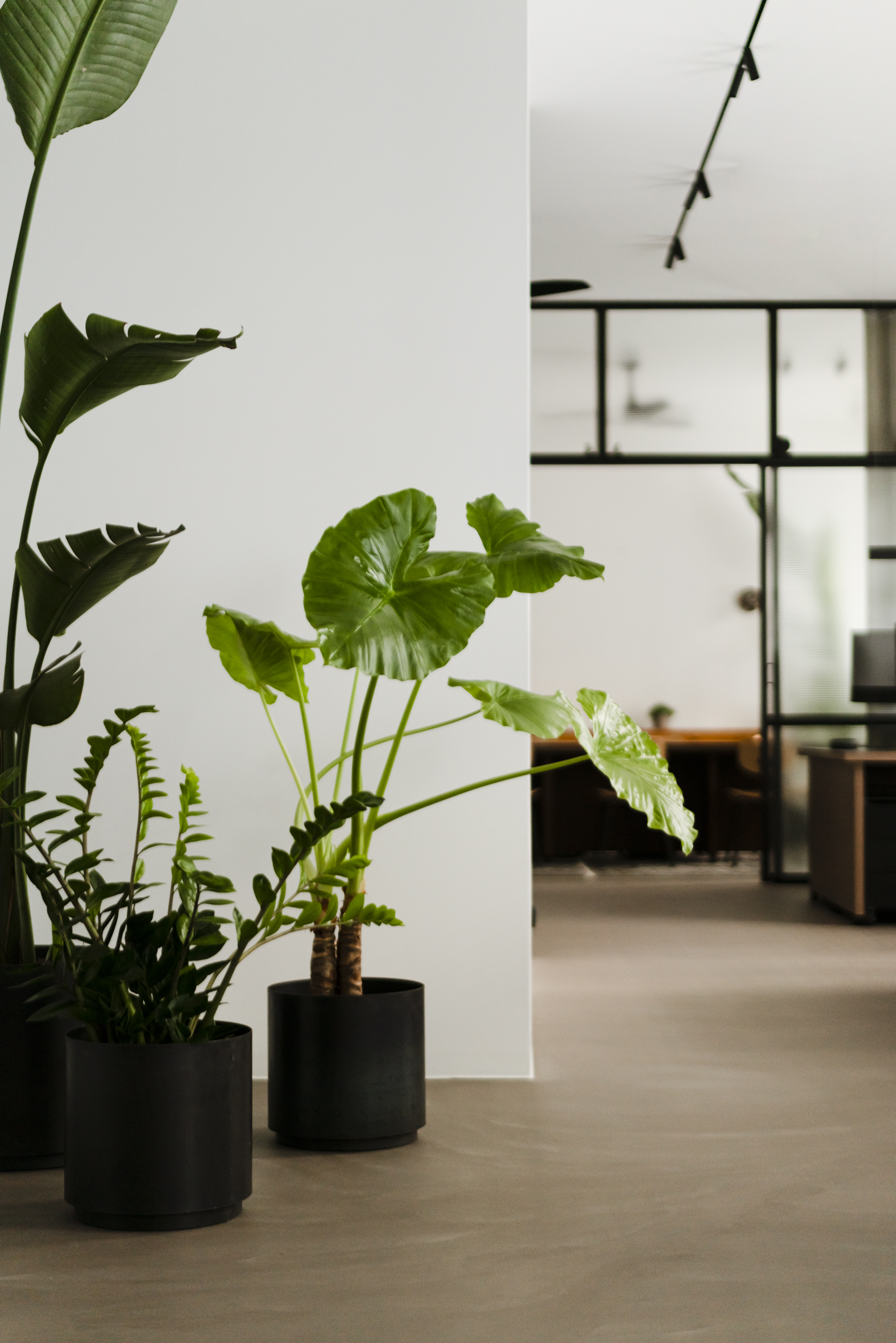 Rośliny do wnętrz eleganckich