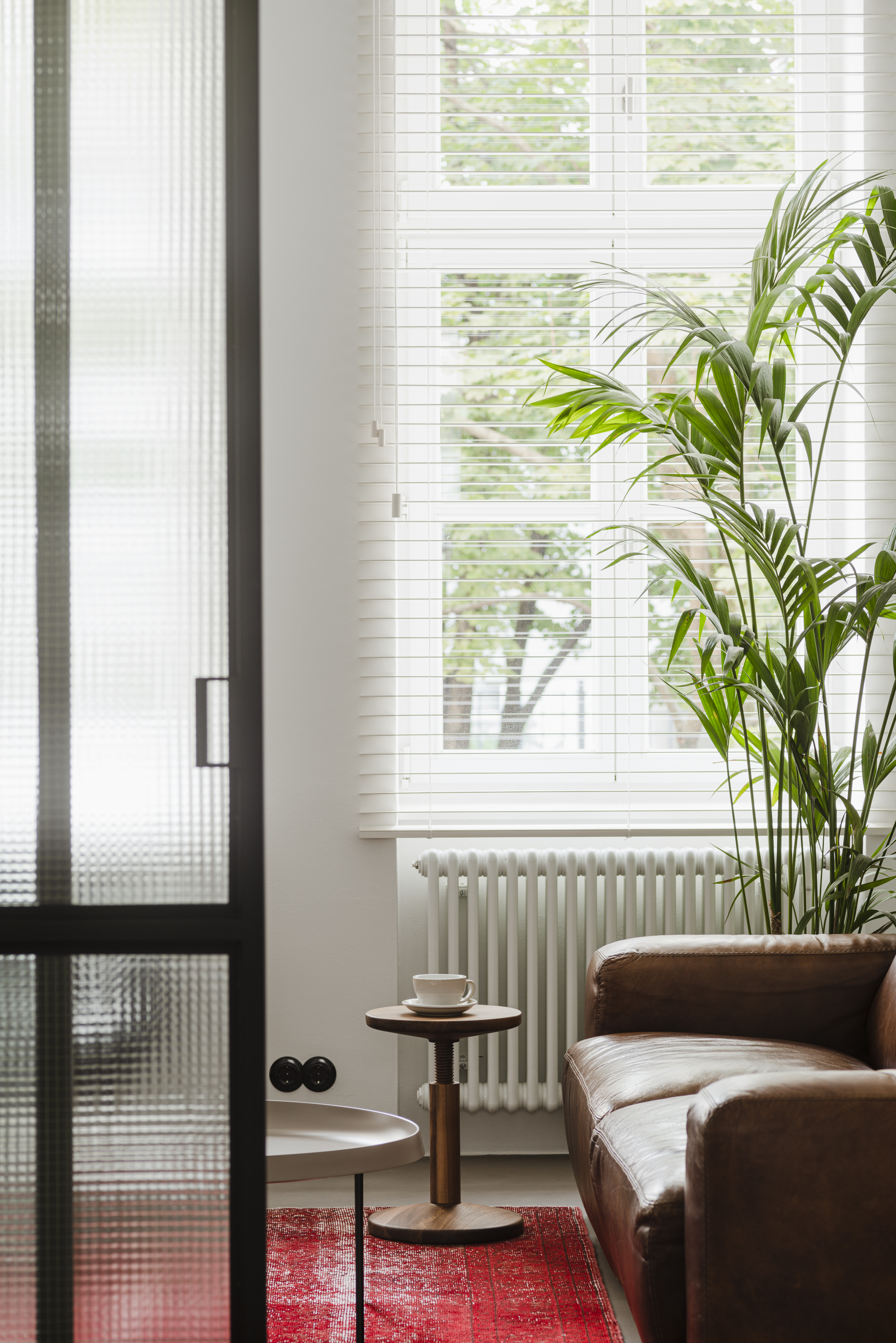 Roślina, która tworzy klimat w domu