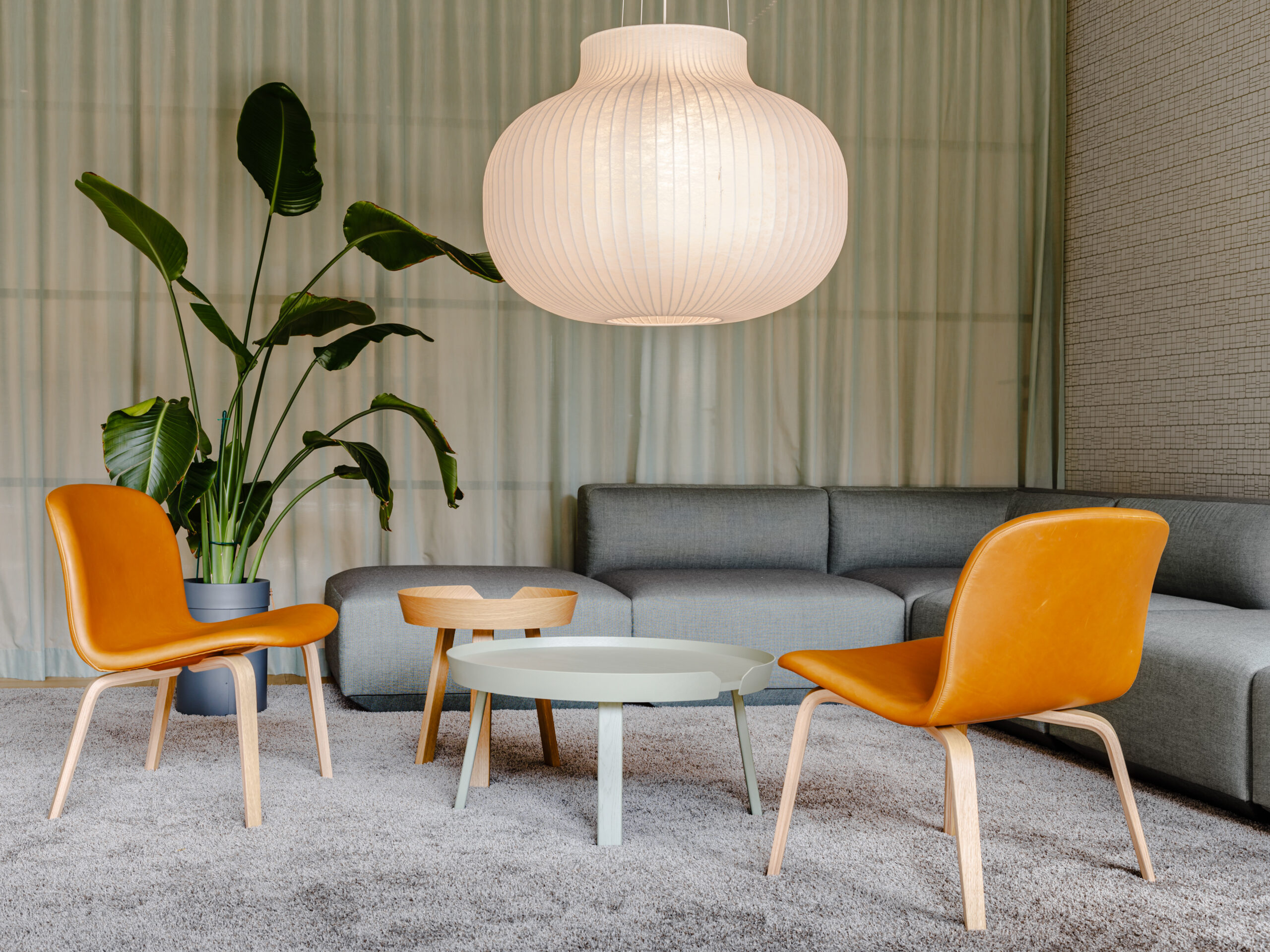 Roślina do pokoju biurowego