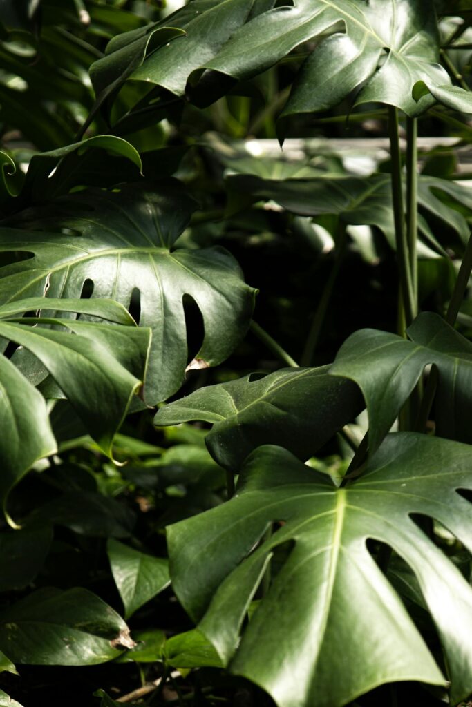 Monstera – zielona ikona nowoczesnych wnętrz