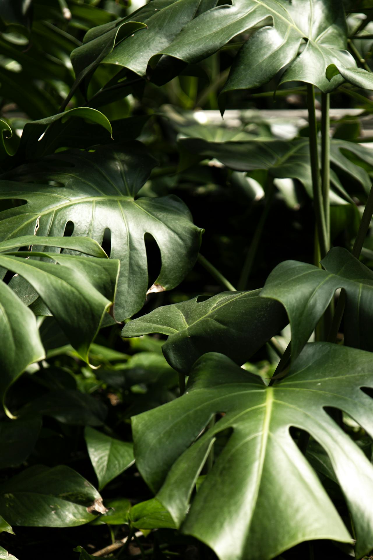 Monstera – zielona ikona nowoczesnych wnętrz