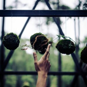 Kokedama – japońska sztuka podwieszania roślin