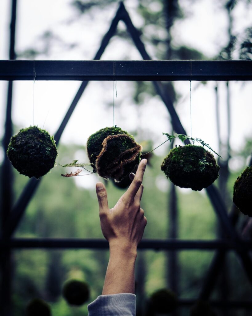 Kokedama – japońska sztuka podwieszania roślin
